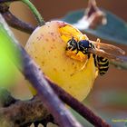 Bio Obst aus meinem Garten schmeckt !