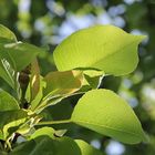 Bio-Solarzellen bei der Arbeit