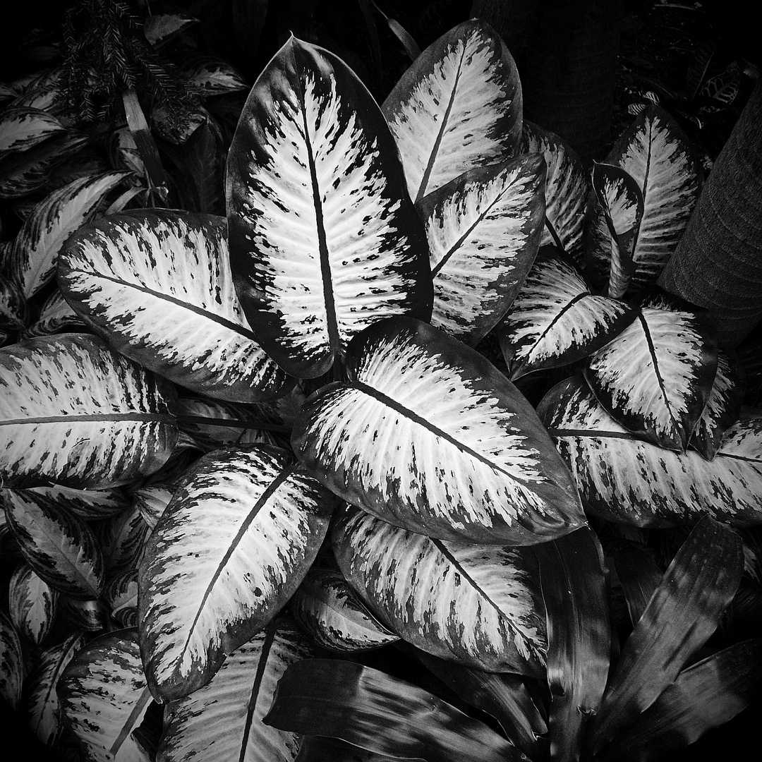 BioStruktur 2 Foto & Bild pflanzen, pilze & flechten, pflanzen, s