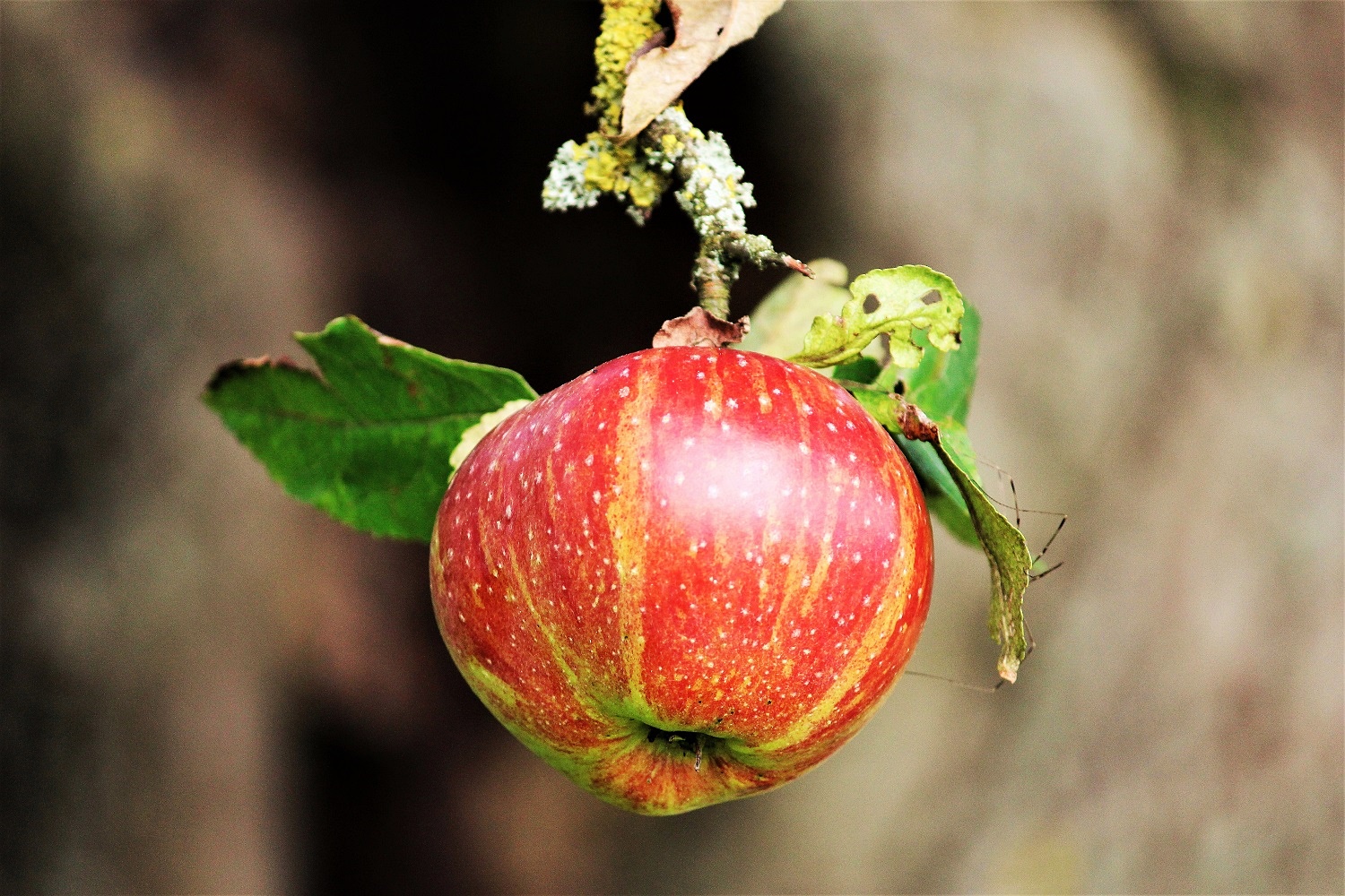 Bioapfel