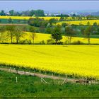 Biodiesel: Rapsfelder in Blüte