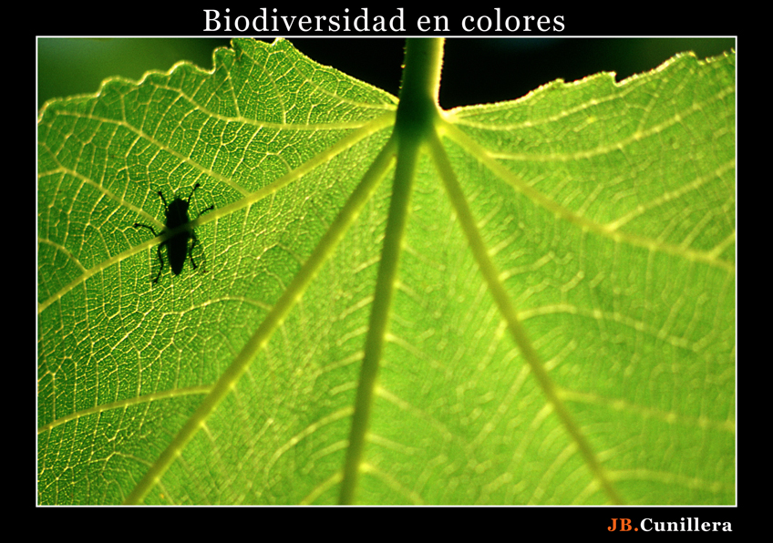 Biodiversidad en colores