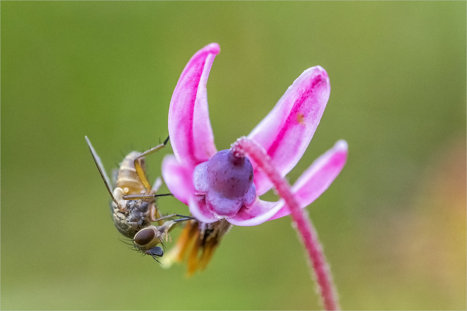 biodiversität