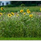 Biodiversität 