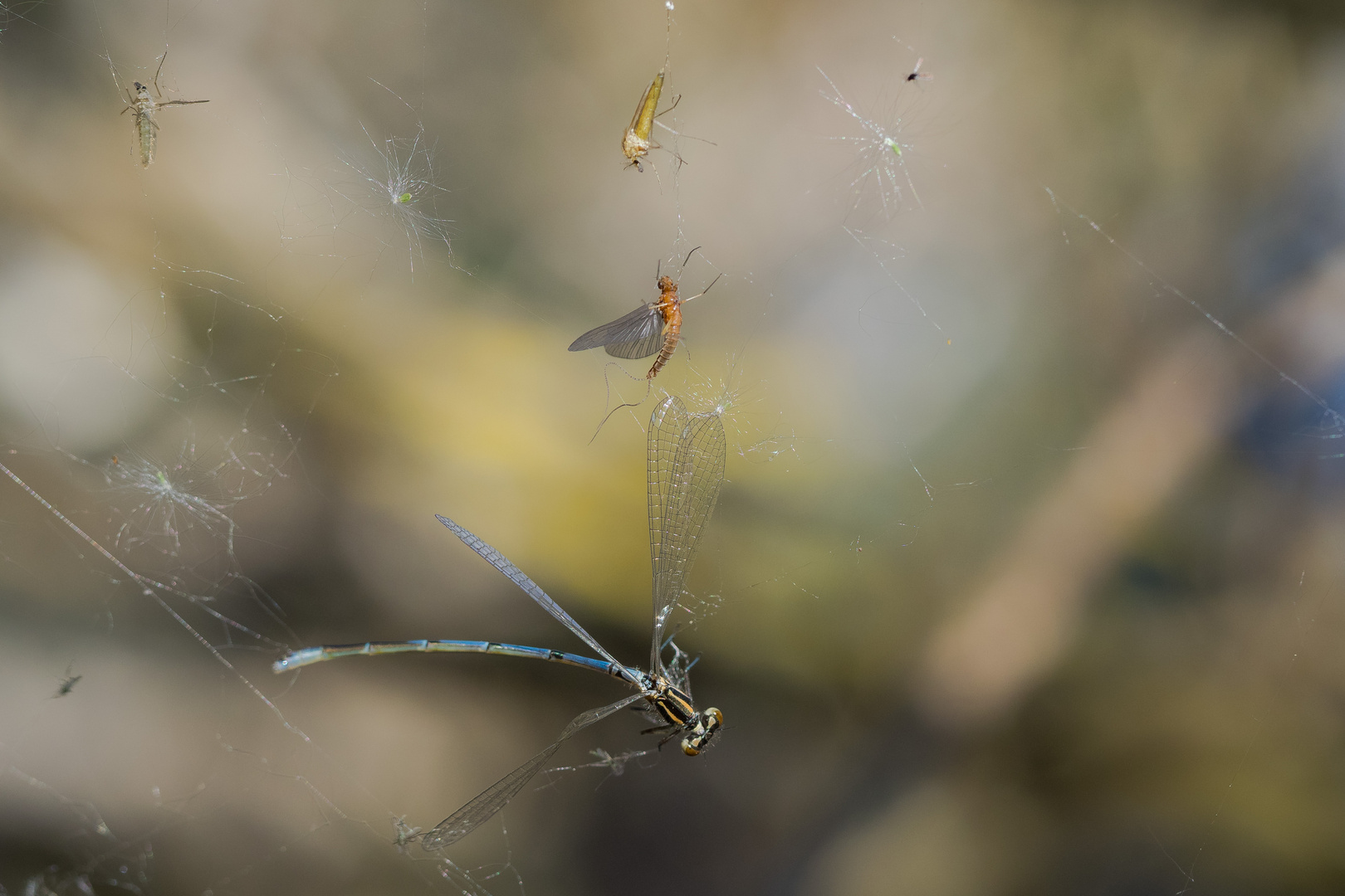 Biodiversität im Spinnennetz