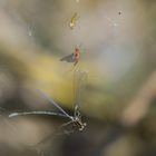 Biodiversität im Spinnennetz