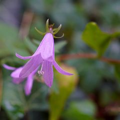 Biodiversität in meinem Gärtchen: Acker-Glockenblume