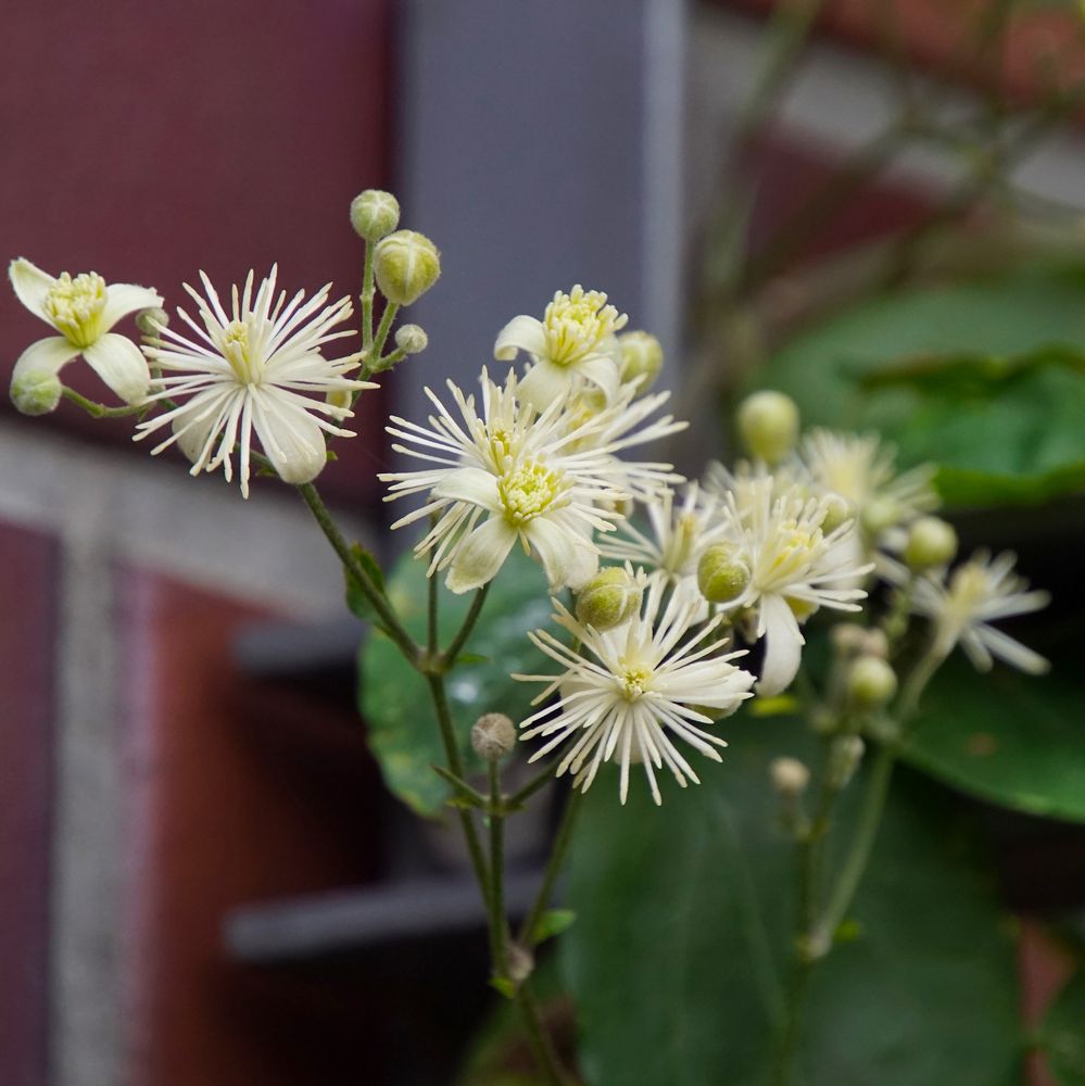 Biodiversität in meinem Gärtchen: blühende Waldrebe