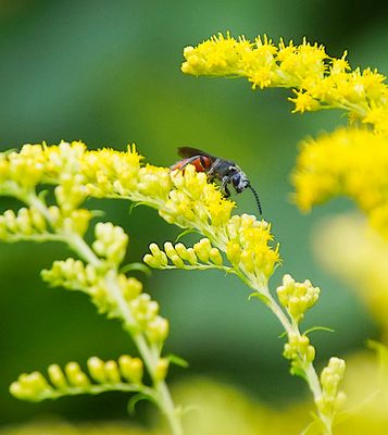 Biodiversität in meinem Gärtchen: Blutbiene