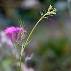 Biodiversität in meinem Gärtchen: Dill