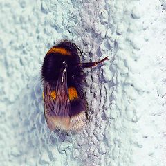 Biodiversität in meinem Gärtchen: Dunkle Erdhummel