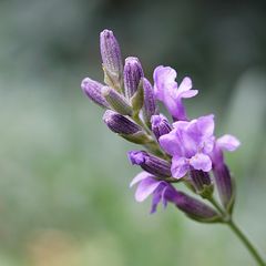 Biodiversität in meinem Gärtchen: Echter Lavendel