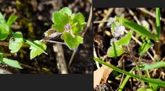 Biodiversität in meinem Gärtchen: Efeu-Ehrenpreis