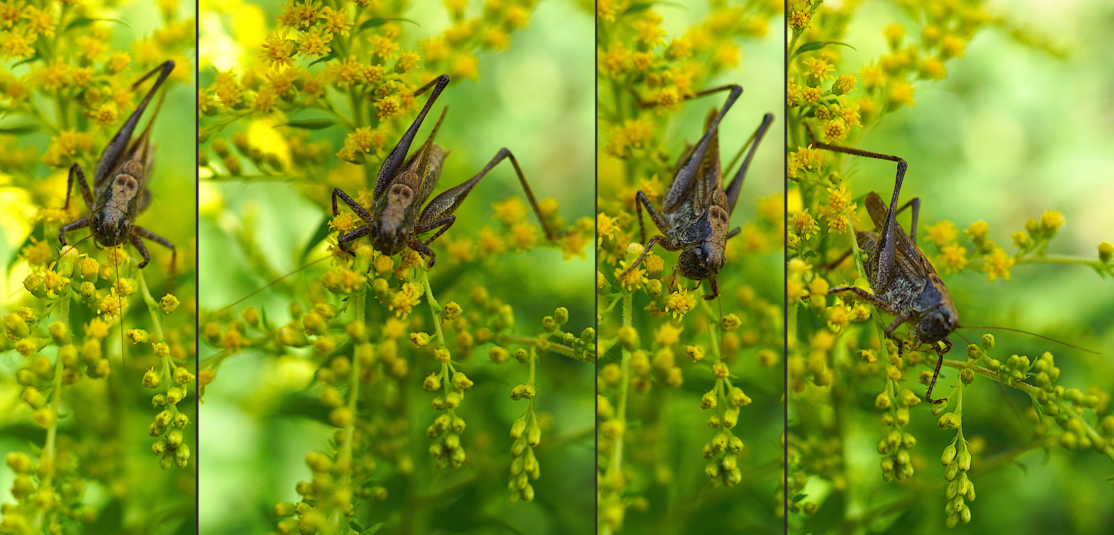 Biodiversität in meinem Gärtchen: eine Fratze