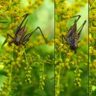 Biodiversität in meinem Gärtchen: eine Fratze