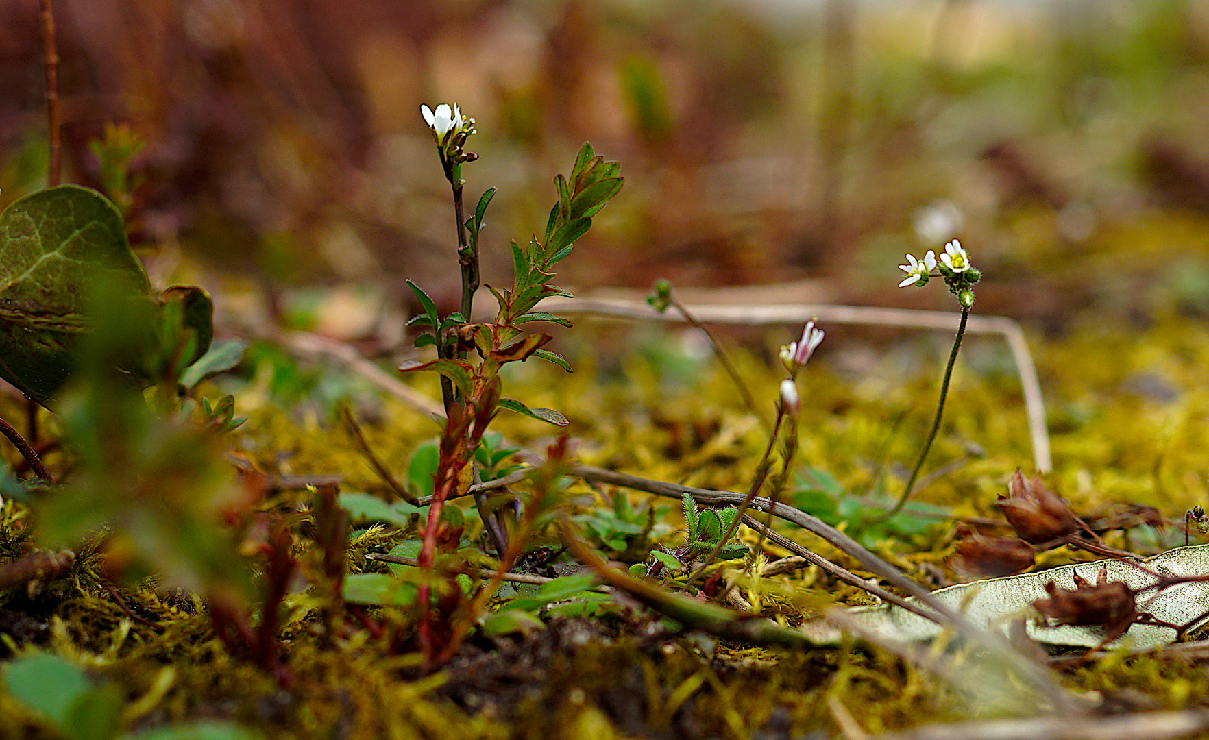 Biodiversität in meinem Gärtchen: Es sprießt wieder