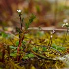 Biodiversität in meinem Gärtchen: Es sprießt wieder