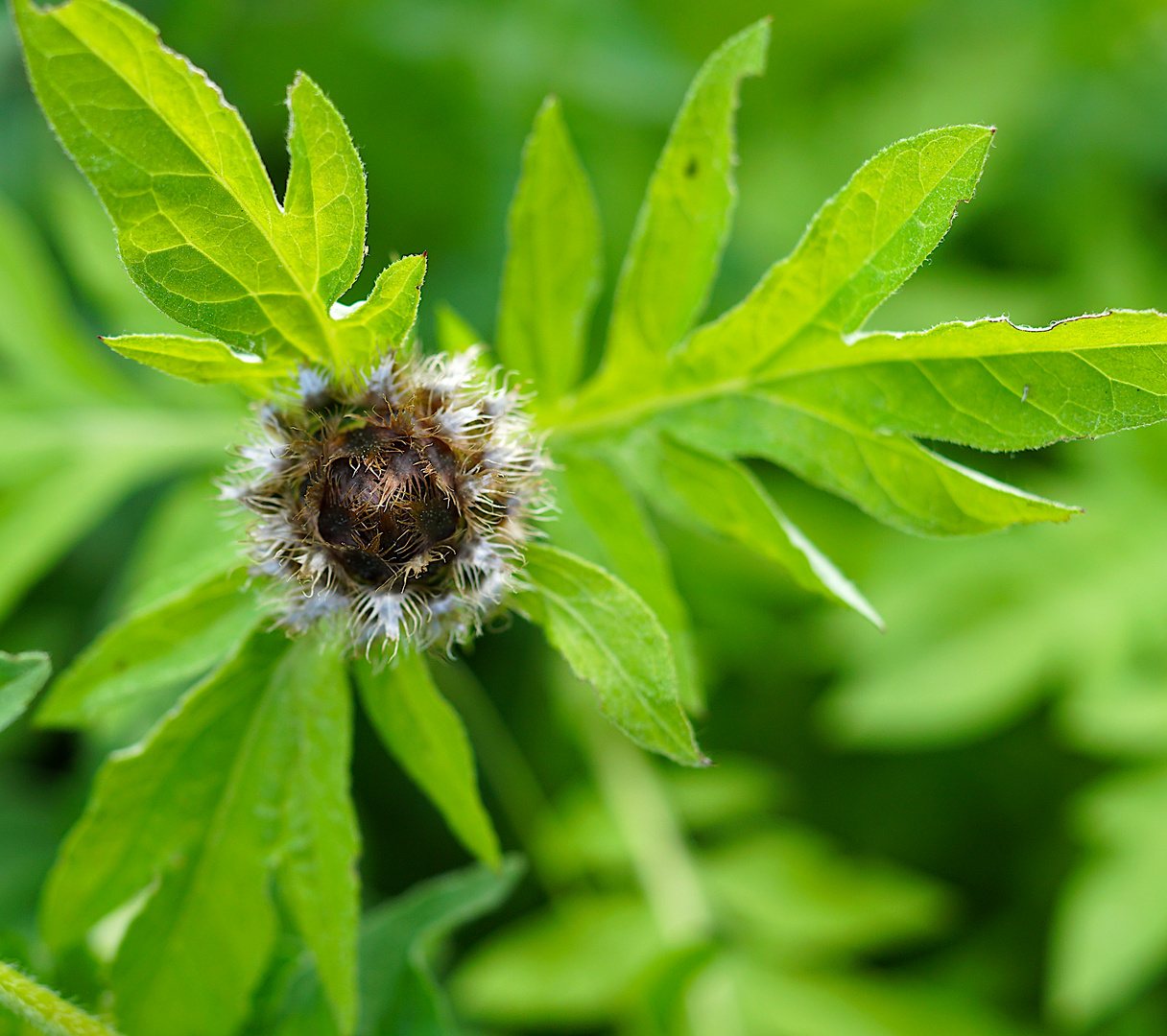 Biodiversität in meinem Gärtchen: Flockenblumen-Knospe