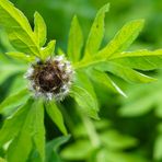 Biodiversität in meinem Gärtchen: Flockenblumen-Knospe