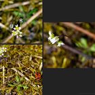 Biodiversität in meinem Gärtchen: Frühlings-Hungerblümchen