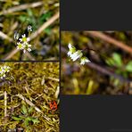 Biodiversität in meinem Gärtchen: Frühlings-Hungerblümchen