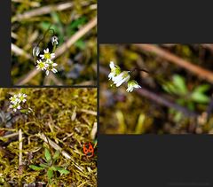 Biodiversität in meinem Gärtchen: Frühlings-Hungerblümchen