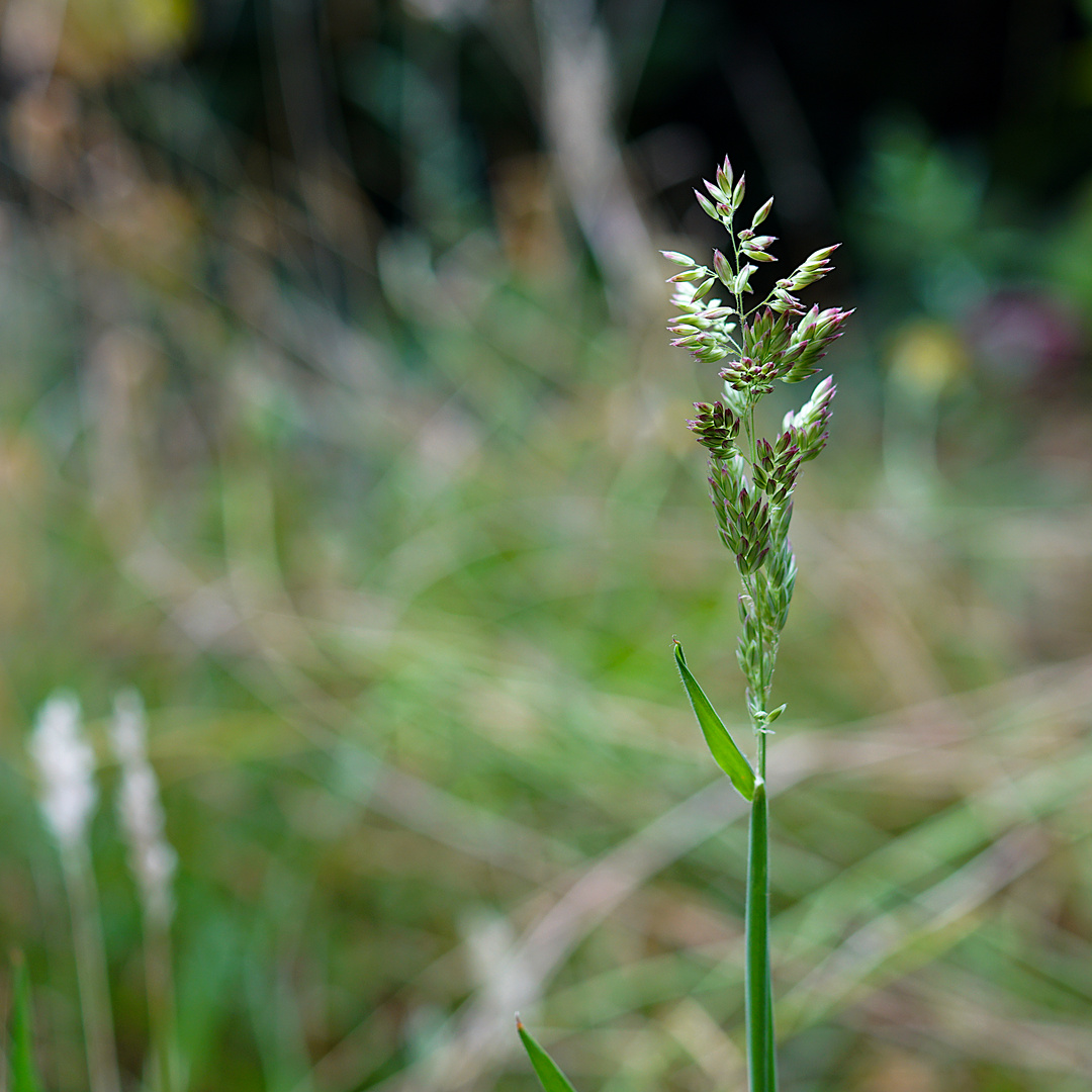 Biodiversität in meinem Gärtchen: Gewöhnliches Knäuelgras