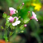 Biodiversität in meinem Gärtchen: Himmelsröschen