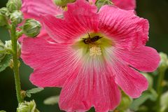 Biodiversität in meinem Gärtchen: Honigbiene in Stockrose