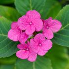 Biodiversität in meinem Gärtchen: Hortensie