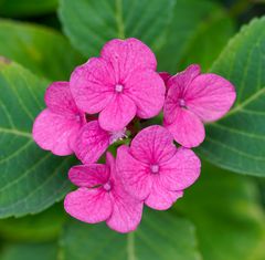 Biodiversität in meinem Gärtchen: Hortensie