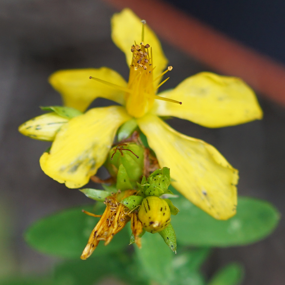 Biodiversität in meinem Gärtchen: Johanniskraut