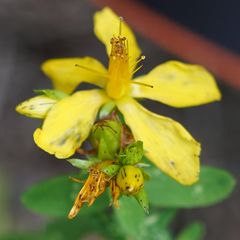 Biodiversität in meinem Gärtchen: Johanniskraut