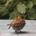 Biodiversität in meinem Gärtchen: junger Haussperling