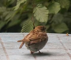 Biodiversität in meinem Gärtchen: junger Haussperling