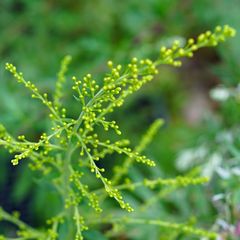 Biodiversität in meinem Gärtchen: Kanadische Goldrute