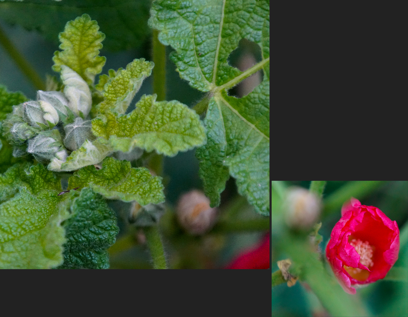 Biodiversität in meinem Gärtchen: kein Weihnachtssterrn