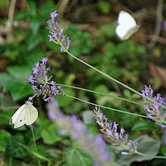 Biodiversität in meinem Gärtchen: Kleiner Kohlweißling an Lavendel