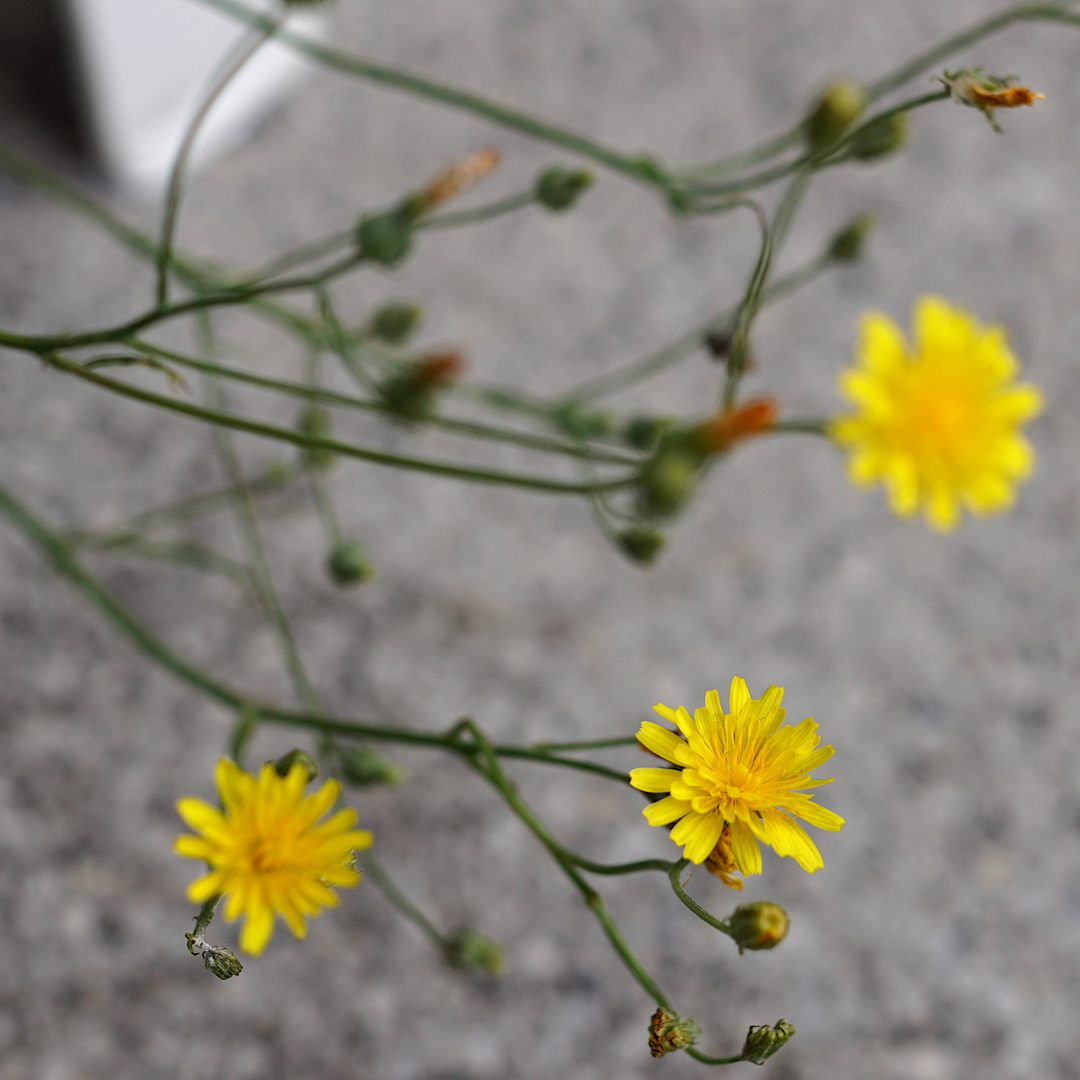 Biodiversität in meinem Gärtchen: Kleinköpfiger Pippau