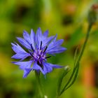 Biodiversität in meinem Gärtchen: Kornblume