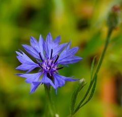 Biodiversität in meinem Gärtchen: Kornblume