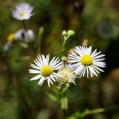 Biodiversität in meinem Gärtchen: Lanzettblättrige Aster