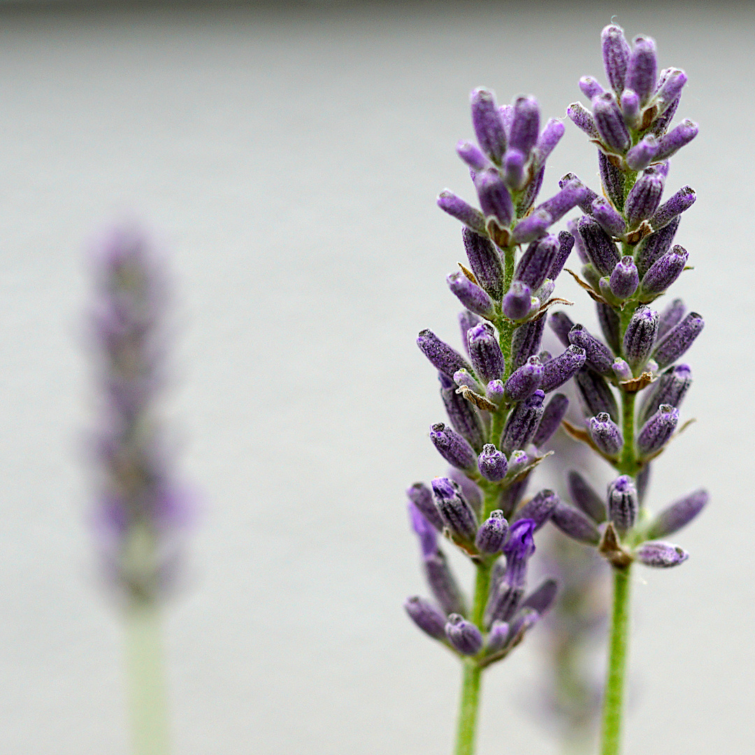 Biodiversität in meinem Gärtchen: Lavendel