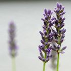 Biodiversität in meinem Gärtchen: Lavendel