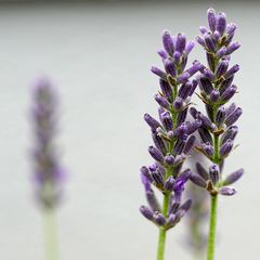 Biodiversität in meinem Gärtchen: Lavendel