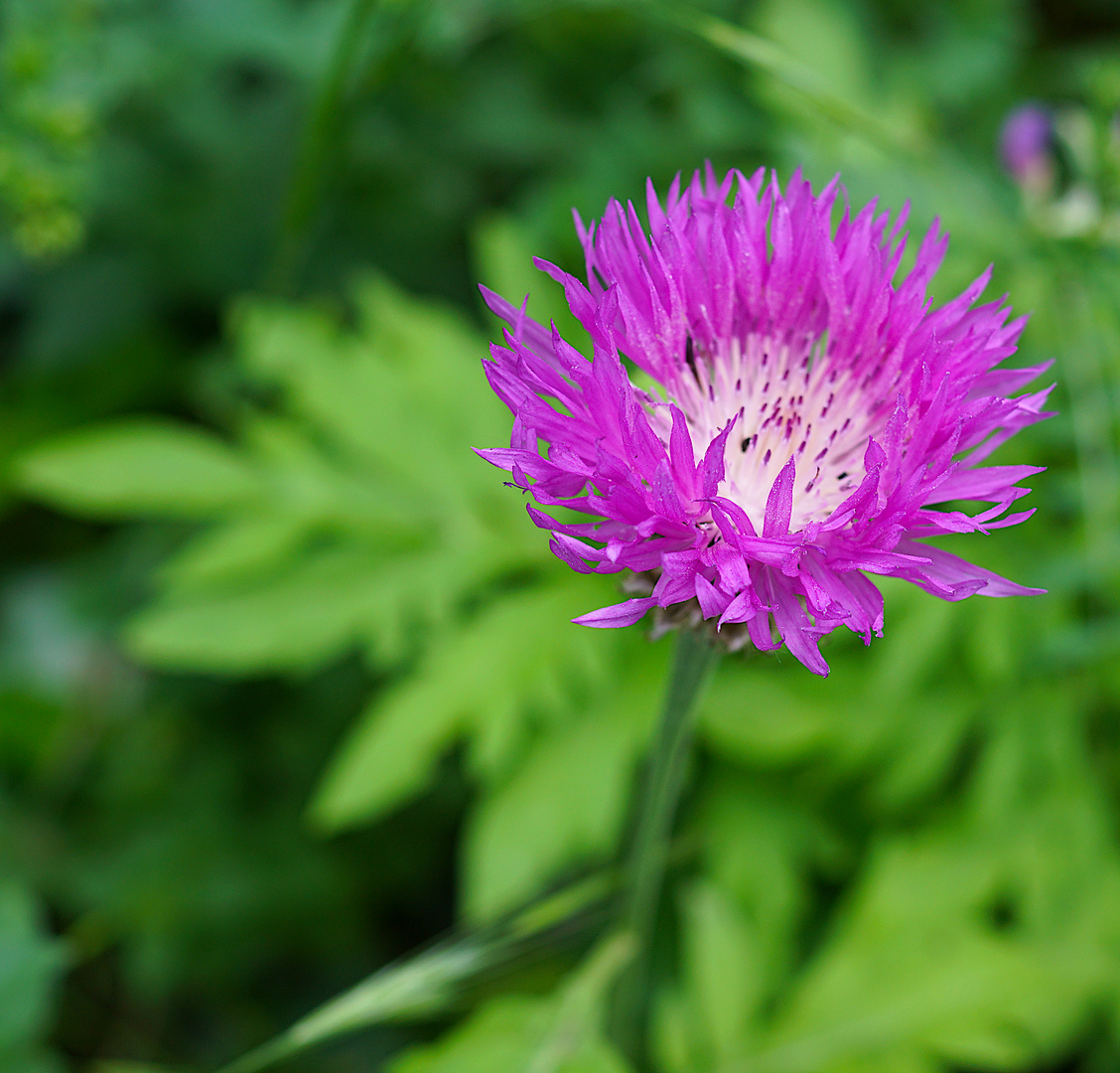 Biodiversität in meinem Gärtchen: Meine Flockenblume ist aufgeblüht