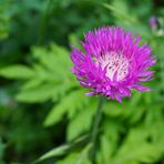 Biodiversität in meinem Gärtchen: Meine Flockenblume ist aufgeblüht