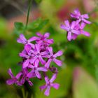 Biodiversität in meinem Gärtchen: Nelken-Leimkraut