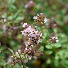 Biodiversität in meinem Gärtchen: Oregano