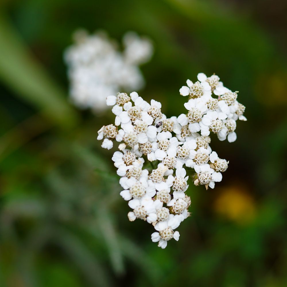 Biodiversität in meinem Gärtchen: Schafgarbe